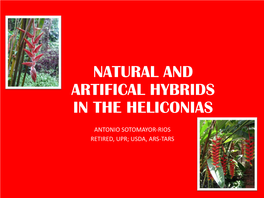 Natural and Artifical Hybrids in the Heliconias