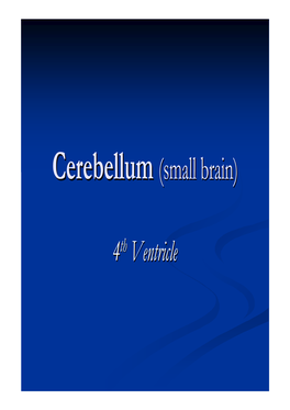 Cerebellum (Small Brain)