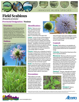 Field Scabious Resource Development (Knautia Arvensis) Provincial Designation: Noxious