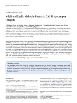 Ndel1 and Reelin Maintain Postnatal CA1 Hippocampus Integrity