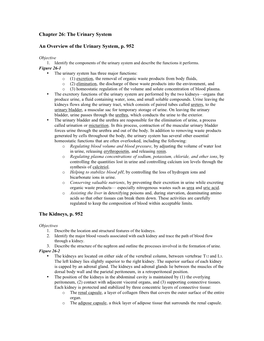 Chapter 26: the Urinary System an Overview of the Urinary System