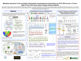 Metabolic Dynamics in the Unicellular Diazotrophic Cyanobacterium Cyanothece Sp