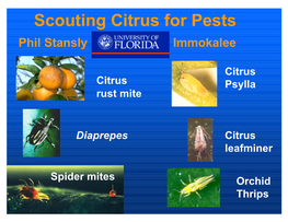 Scouting Citrus for Pests Phil Stansly Immokalee