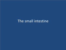 Small Intestine DOUDENUM