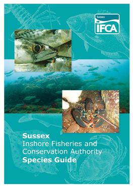 Sussex Inshore Fisheries and Conservation Authority Species Guide © Sussex IFCA 2011