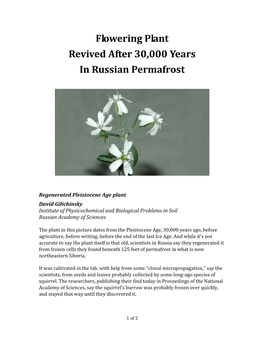 Flowering Plant Revived After 30,000 Years in Russian Permafrost