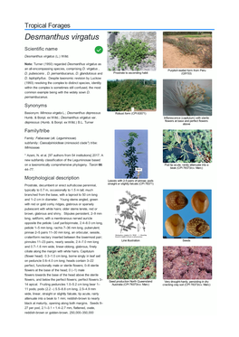 Desmanthus Virgatus Scientific Name  Desmanthus Virgatus (L.) Willd