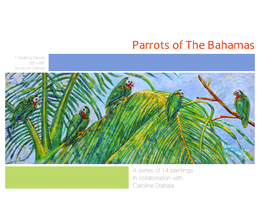 Parrots of the Bahamas * Chatting Parrots 33” X 89” Acrylic on Canvas