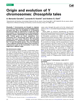 Origin and Evolution of Y Chromosomes: Drosophila Tales