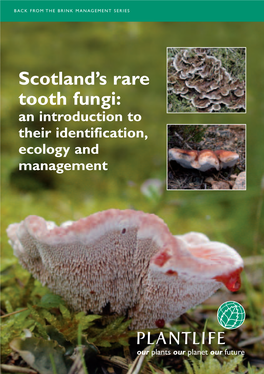 Scotland's Rare Tooth Fungi