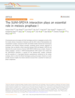 The SUN1-SPDYA Interaction Plays an Essential Role in Meiosis Prophase I