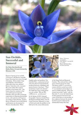 Sun Orchids, Successful and Immoral