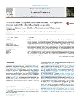 Social Cichlid Fish Change Behaviour in Response to a Visual Predator