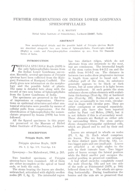 Further Observations on Indian Lower Gondwana Sphenophyllales