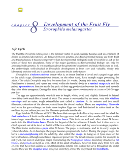 Chapter Development of the Fruit Fly Drosophila Melanogaster