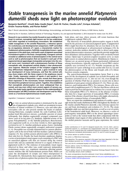 Stable Transgenesis in the Marine Annelid Platynereis Dumerilii Sheds New Light on Photoreceptor Evolution