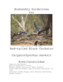 Husbandry Guidelines for Red-Tailed Black Cockatoo Calyptorhynchus Banksii Aves:Cacatuidae