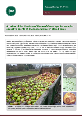 A Review of the Literature of the Neofabraea Species Complex, Causative Agents of Gloeosporium Rot in Stored Apple