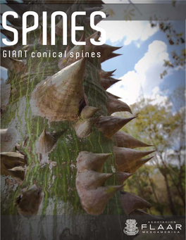 Ceiba Giant Conical Spines at Copan, 2012