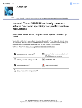 Human LC3 and GABARAP Subfamily Members Achieve Functional Specificity Via Specific Structural Modulations