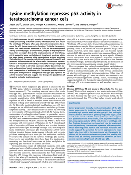 Lysine Methylation Represses P53 Activity in Teratocarcinoma Cancer Cells