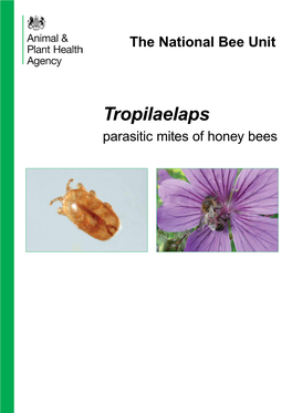 Tropilaelaps: Parasitic Mites of Honey Bees