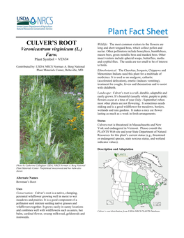 Culver's Root, (Veronicastrum Virginicum)