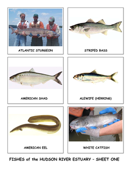 FISHES of the HUDSON RIVER ESTUARY – SHEET