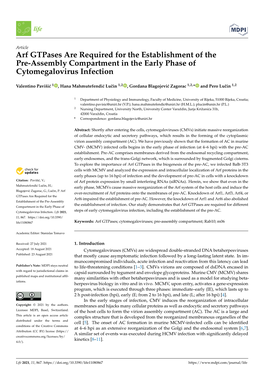 Arf Gtpases Are Required for the Establishment of the Pre-Assembly Compartment in the Early Phase of Cytomegalovirus Infection