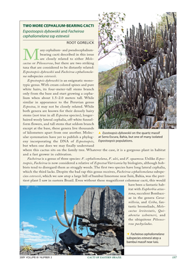 Two More Cephalium-Bearing Cacti Espostoopsis Dybowskii and Facheiroa Cephaliomelana Ssp Estevesii Root Gorelick