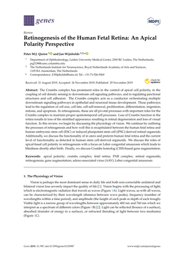 Retinogenesis of the Human Fetal Retina: an Apical Polarity Perspective