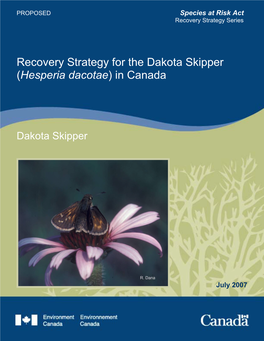 Dakota Skipper (Hesperia Dacotae) in Canada