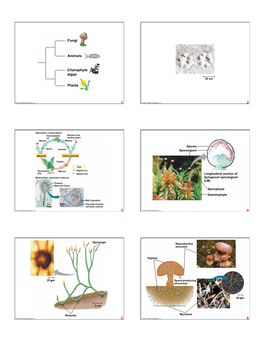 Charophyte Algae Fungi Animals Plants 1 2 3 4