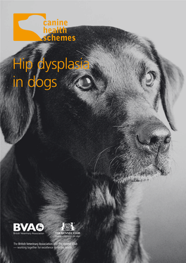 Hip Dysplasia in Dogs