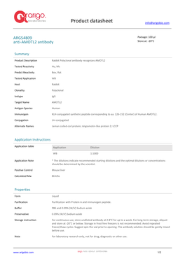 Anti-AMOTL2 Antibody (ARG54809)