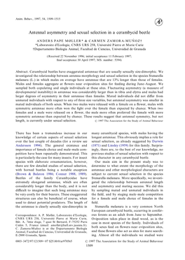 Antennal Asymmetry and Sexual Selection in a Cerambycid Beetle