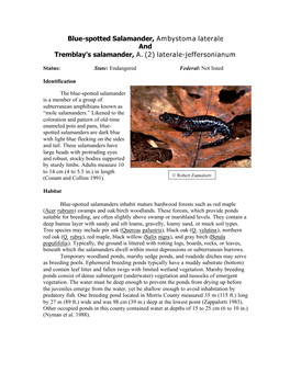 Salamander, Blue-Spotted