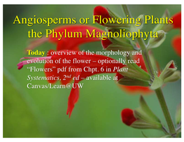 Angiosperms Or Flowering Plants the Phylum Magnoliophyta