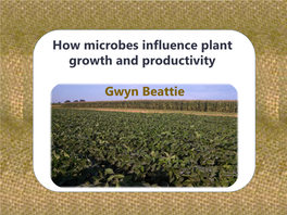 How Microbes Influence Plant Growth and Productivity Gwyn Beattie