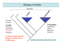 Parasitic Plants (Holoparasites and Holoparasite Hemiparasites) “ Scrophulariaceae” S.L