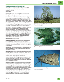 Cankerworms, Spring and Fall Paleacrita Vernata (Spring), Alsophila Pometaria (Fall) Order Lepidoptera, Family Geometridae; Measuring Worms Native Pests