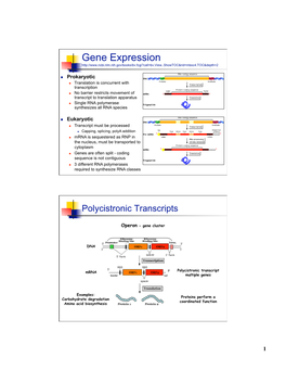 Gene Expression