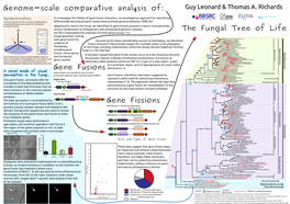 The Fungal Tree of Life Genome-Scale Comparative