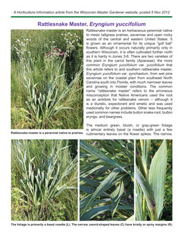 Rattlesnake Master, Eryngium Yuccifolium