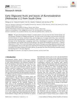 Early Oligocene Fruits and Leaves of Burretiodendron (Malvaceae S.L.) from South China