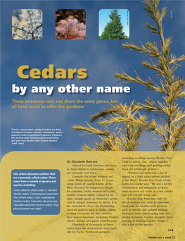 Cedars by Any Other Name