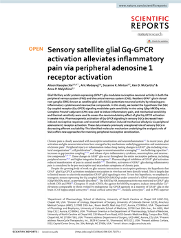 Sensory Satellite Glial Gq-GPCR Activation Alleviates Inflammatory Pain Via Peripheral Adenosine 1 Receptor Activation