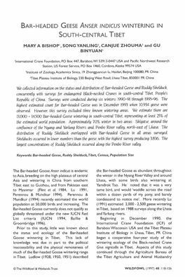 Bar-Headed Geese Anser Indicus Wintering in South-Central Tibet