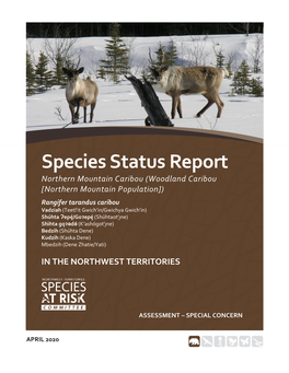 Species Status Report Northern Mountain Caribou