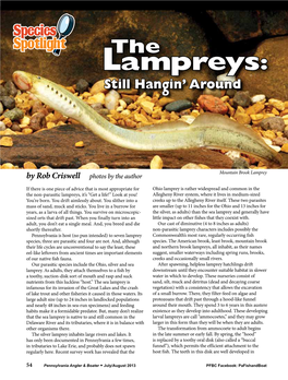 Lampreys: Still Hangin’ Around